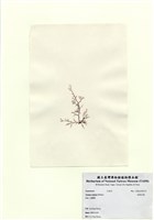 藏品(曲刺沙菜)的圖片